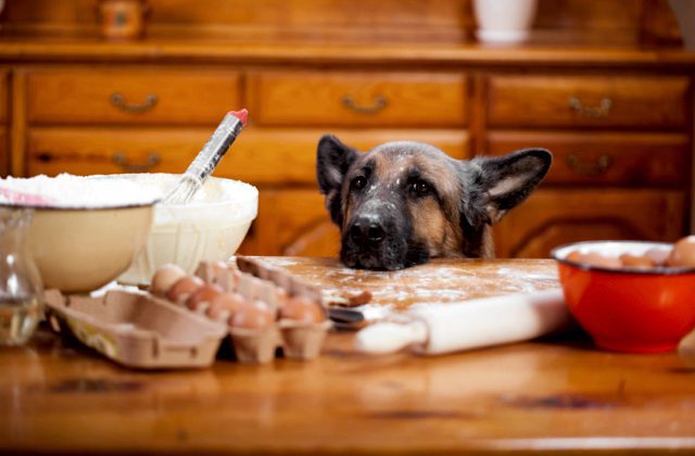 National Go Cook For Your Pets Day