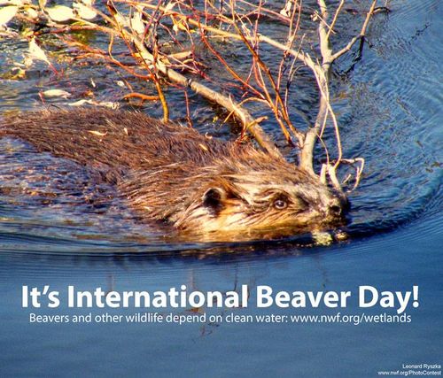 International Beaver Day