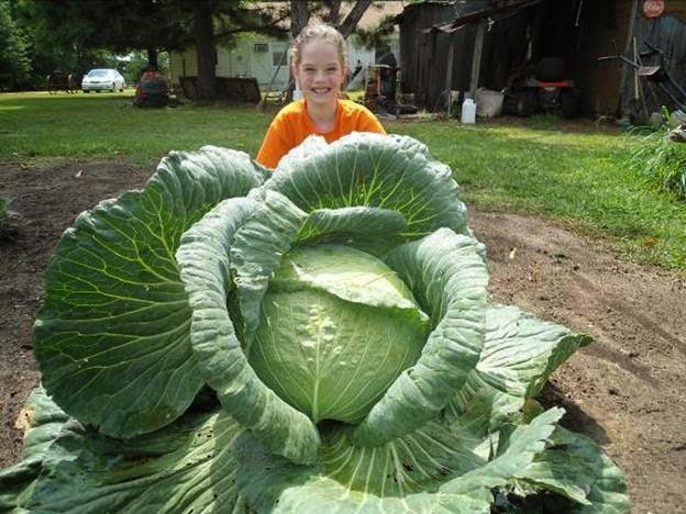 National Cabbage Day