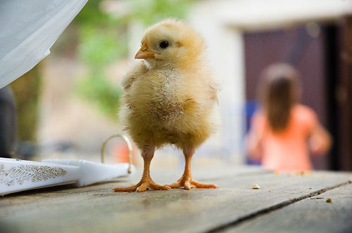 National Chicken Little Awareness Day