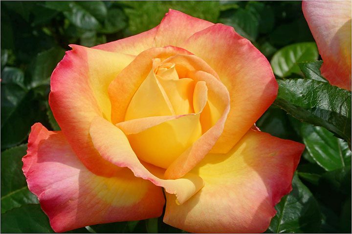 National Peace Rose Day