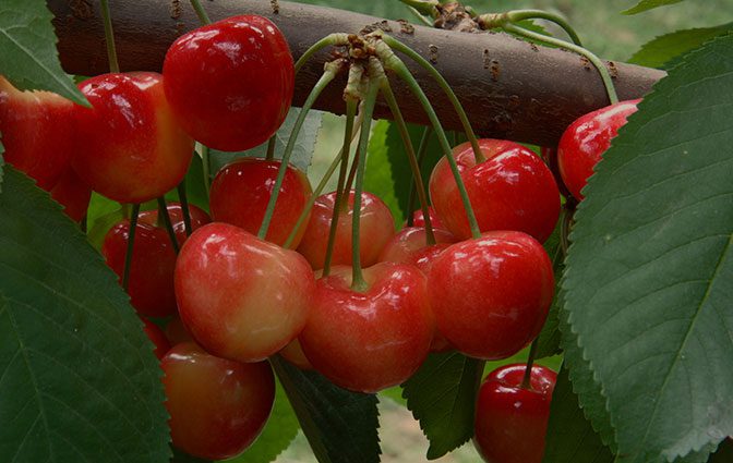 National Rainier Cherries Day