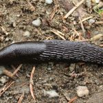Slugs Return From Capistrano Day