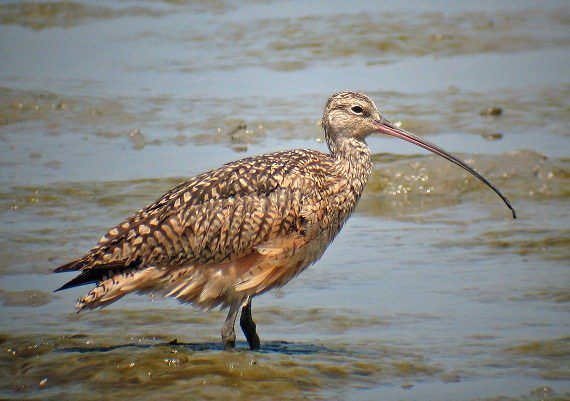 When is Curlew Day This Year 