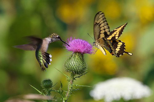 When is National Butterfly and Hummingbird Day This Year