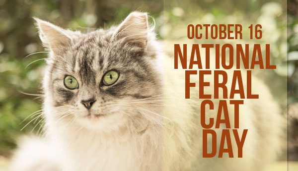 When is National Feral Cat Day This Year